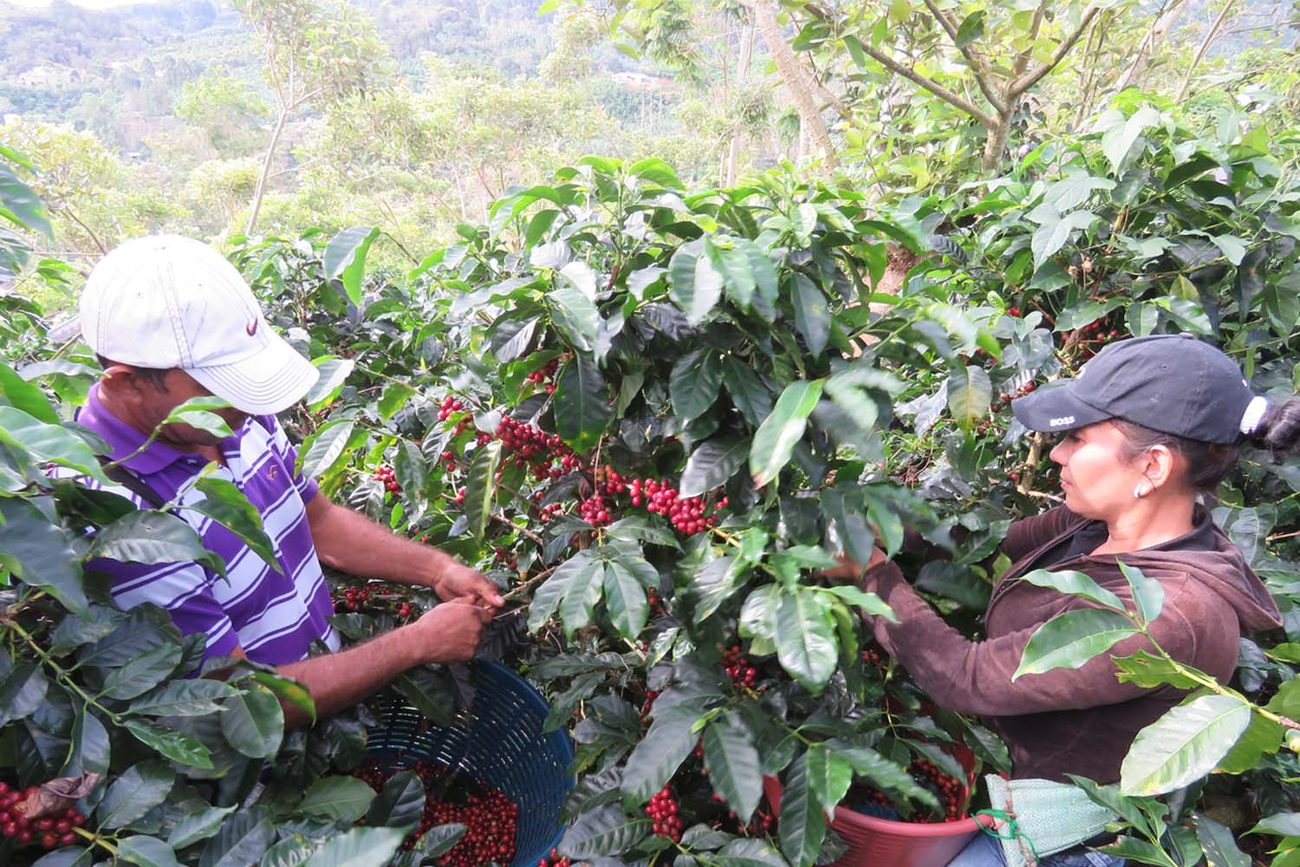 Coffee pickers harvesting at a farm in Costa Rica