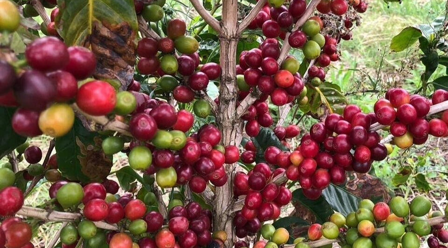 Kahwa's Newest Cold Brew: Tanzania Peaberry