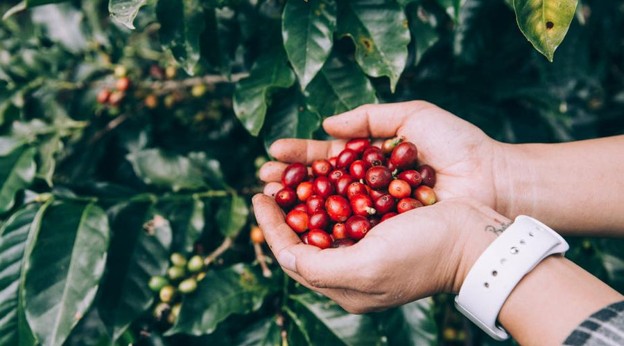 Coffee’s Global Market