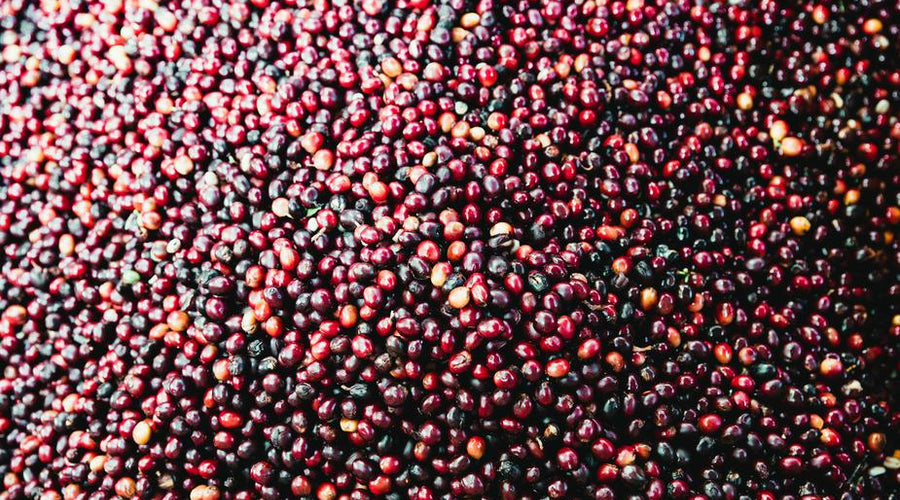 Coffee Clarified: A Study of the Bean
