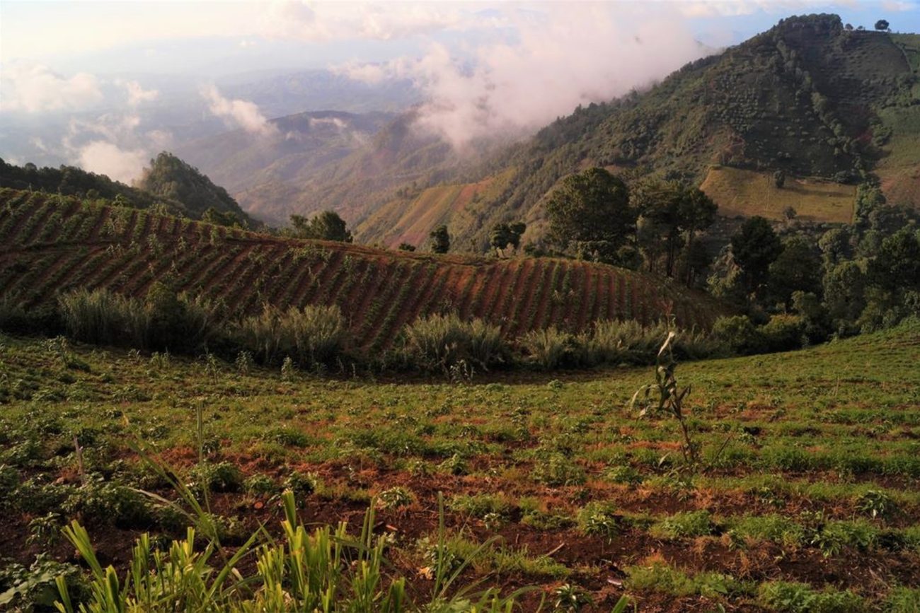 Highland coffee farm in Huehuetenango, Guatemala